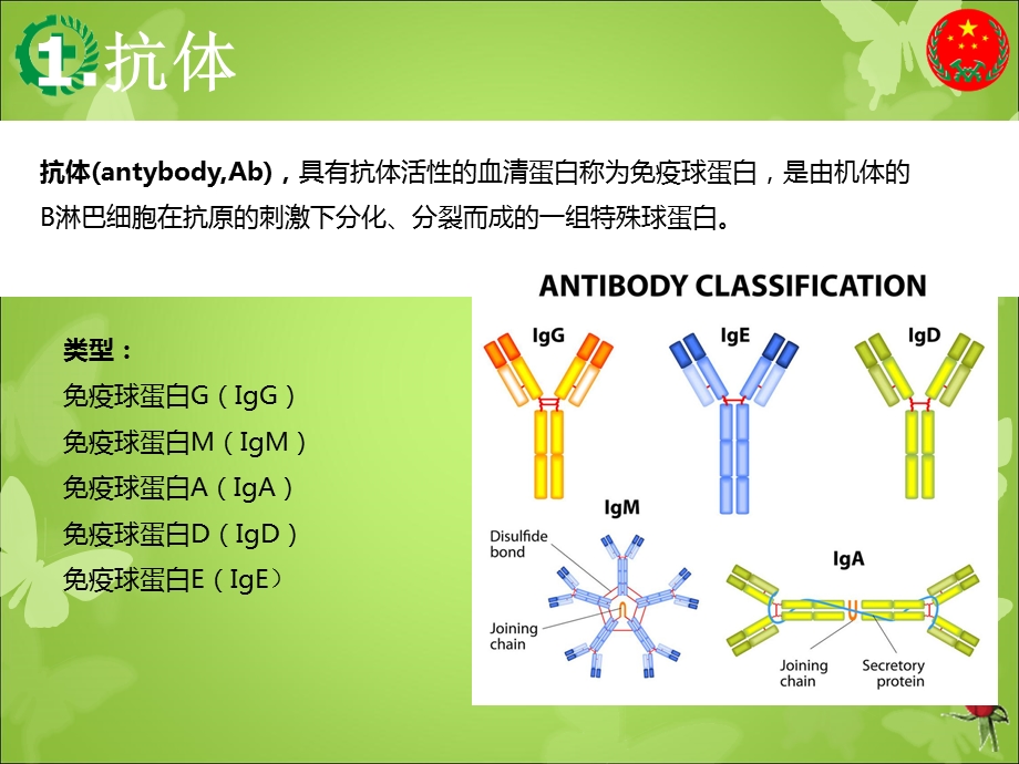 抗体类型与特点 基础知识课件.ppt_第2页