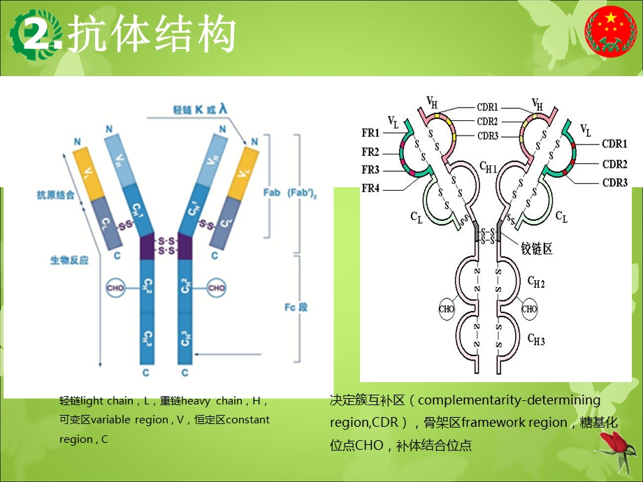 抗体类型与特点 基础知识课件.ppt_第3页