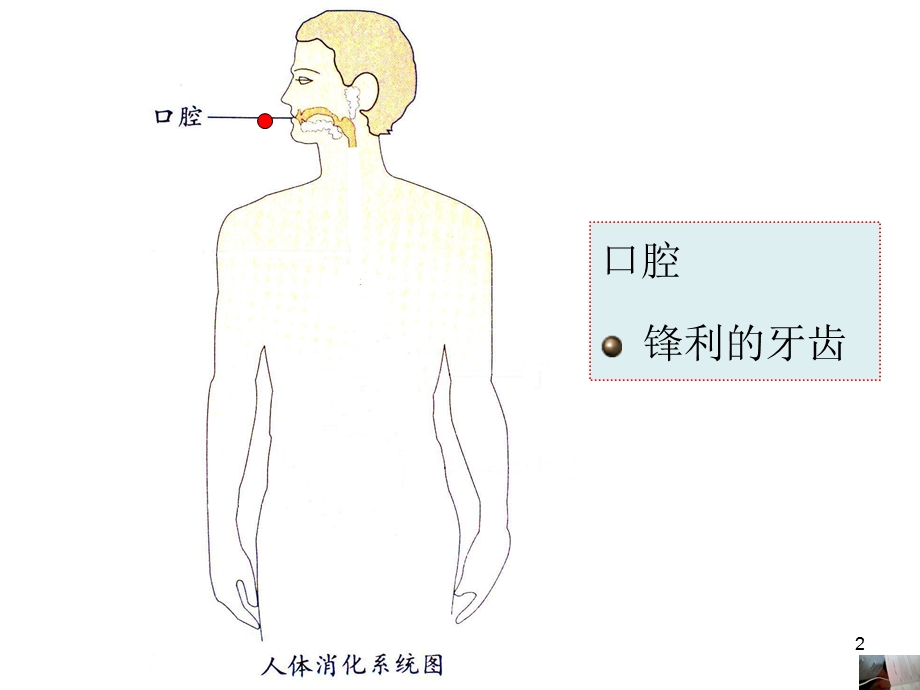 保护我的肠胃课件.ppt_第2页