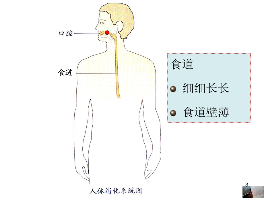 保护我的肠胃课件.ppt_第3页