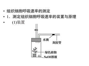 一轮复习细胞呼吸课件.pptx