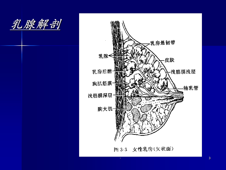 乳腺影像学诊断课件.ppt_第3页