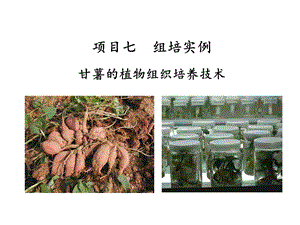 植物组织培养项目七甘薯的组培技术课件.ppt