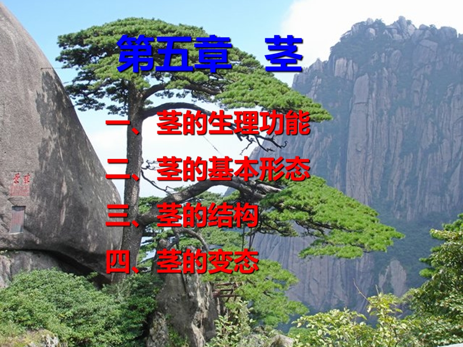 《植物学》茎课件.ppt_第1页