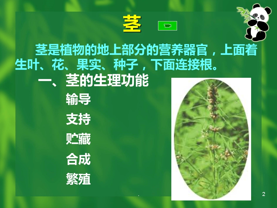 《植物学》茎课件.ppt_第2页