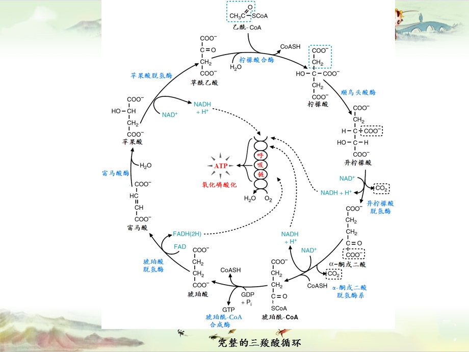 三羧酸循环@生物化学精品讲义课件.pptx_第2页