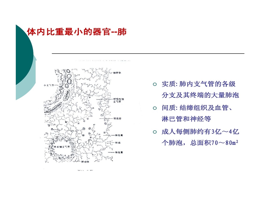 乙酰半胱氨酸在呼吸系统疾病的应用课件.ppt_第3页