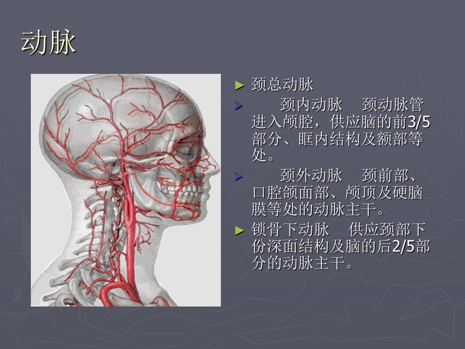 口腔解剖生理学 血管、淋巴课件.ppt_第3页