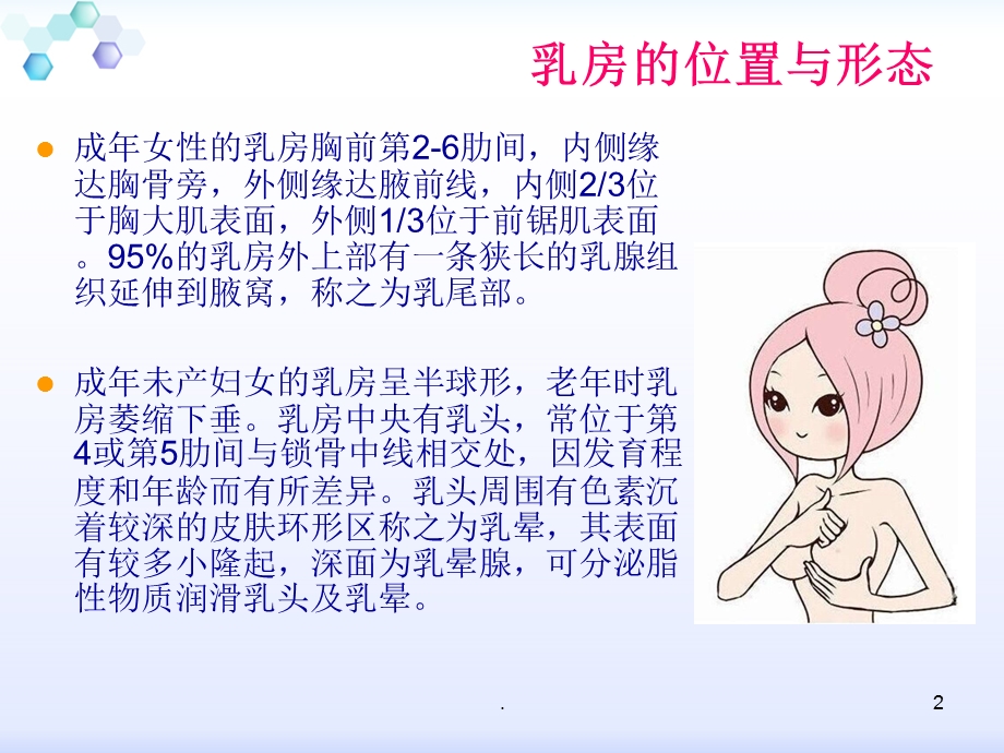 乳房及腋窝的解剖课件.ppt_第2页