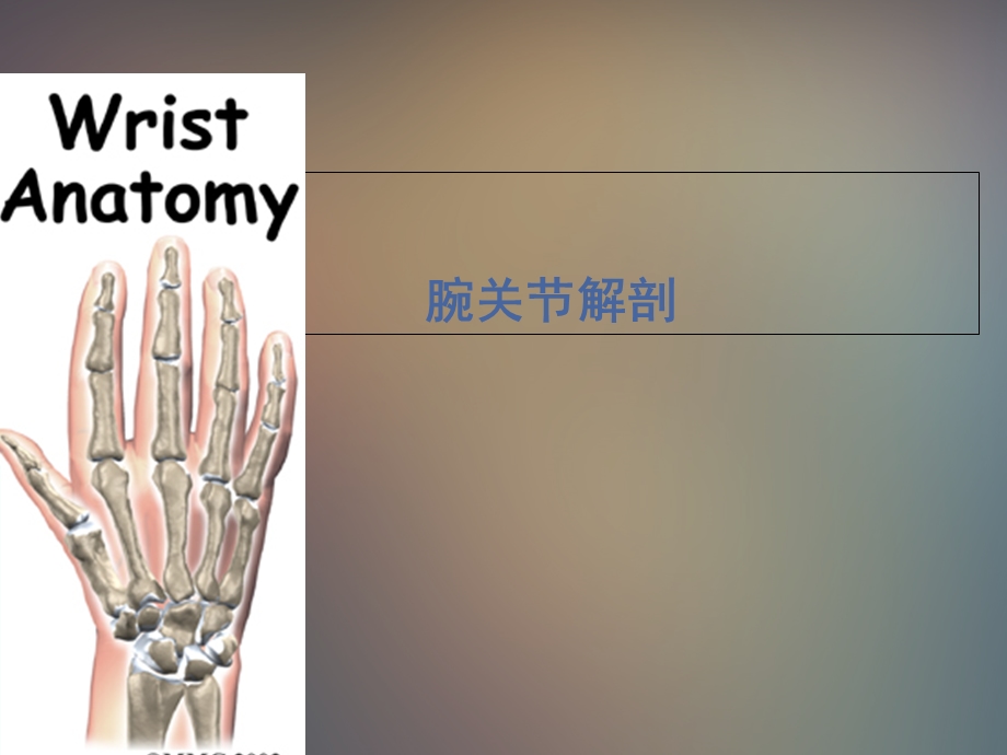 《腕关节解剖》课件.ppt_第1页