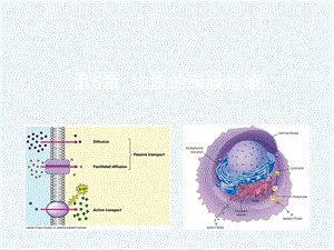 翟中和细胞生物学ppt课件 第5章物质的跨膜运输.ppt