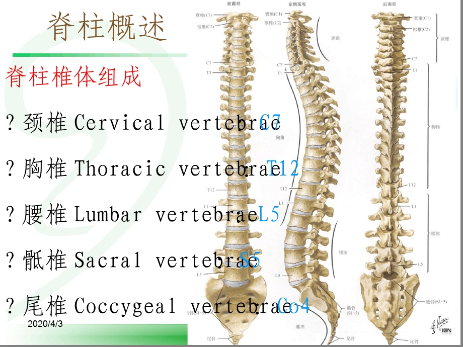 体格检查 脊柱课件.ppt_第3页