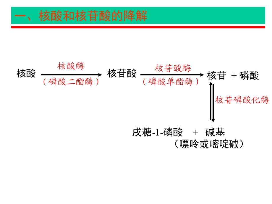 第33章核酸降解第33章核酸降解和核苷酸代谢课件.ppt_第3页