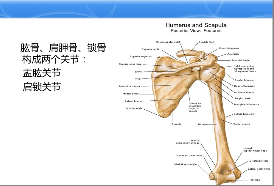 肩关节解剖 完整版本课件.ppt_第3页