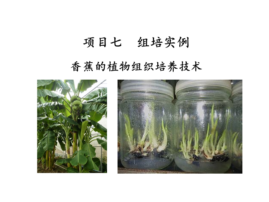 植物组织培养项目七香蕉的组培技术课件.ppt_第1页