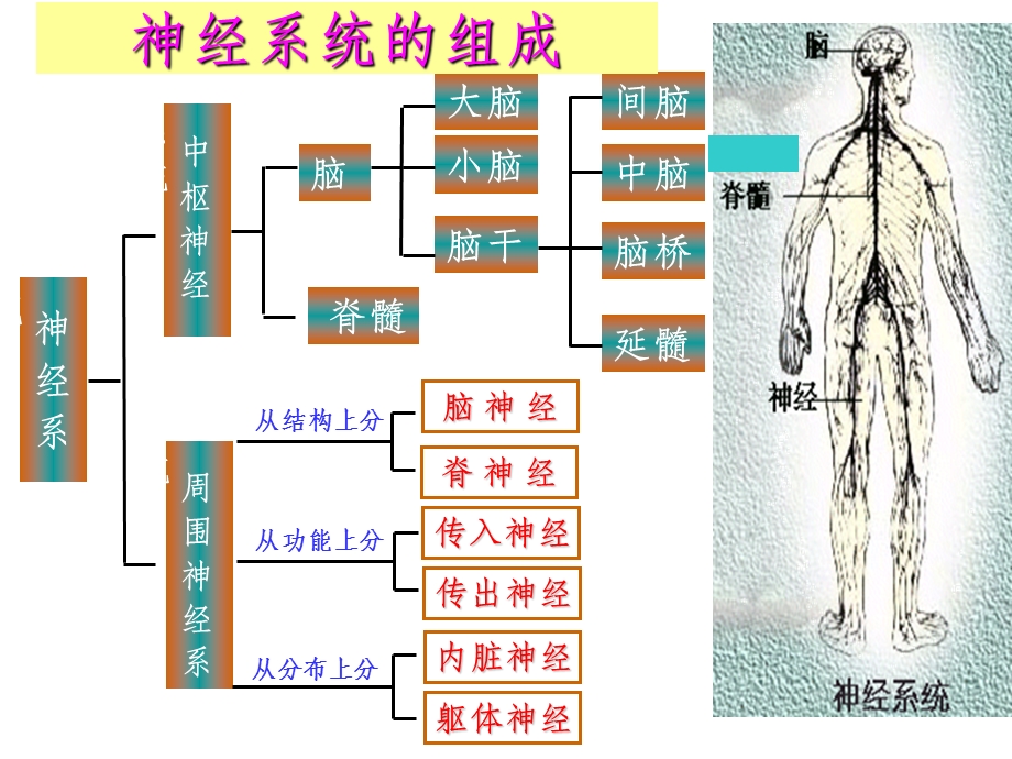 生物必修三 神经调节课件.ppt_第2页