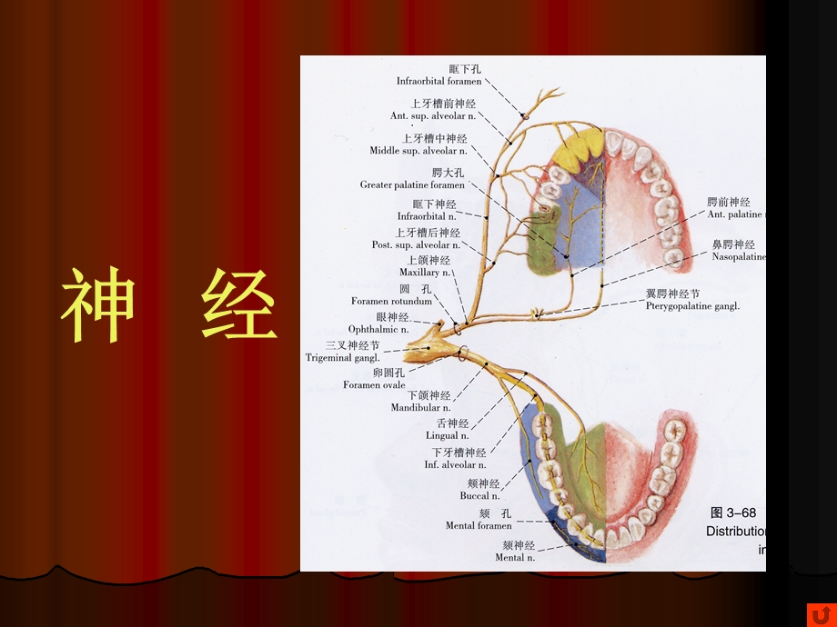 口腔颌面部系统解剖血管、神经完整版本课件.ppt_第1页