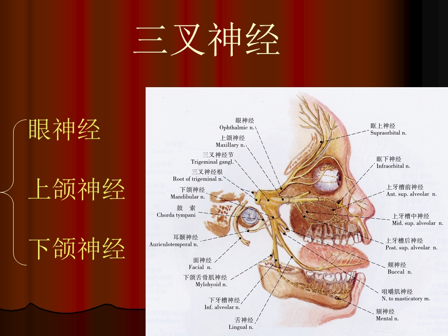 口腔颌面部系统解剖血管、神经完整版本课件.ppt_第3页