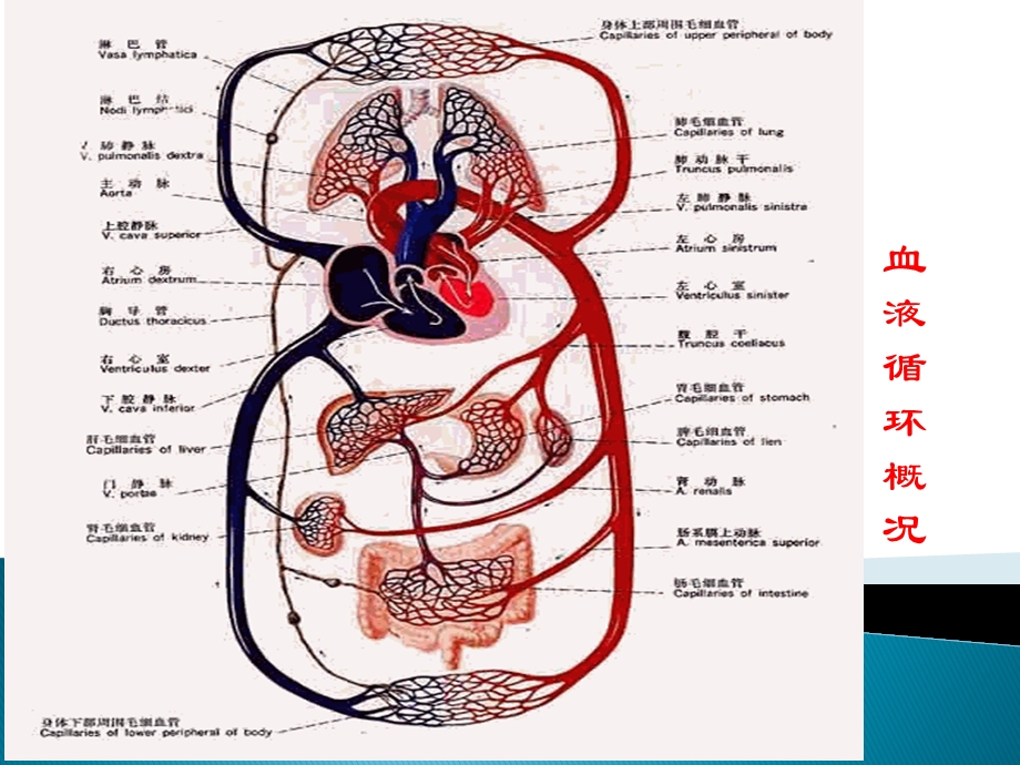 微循环与健康课件.ppt_第3页