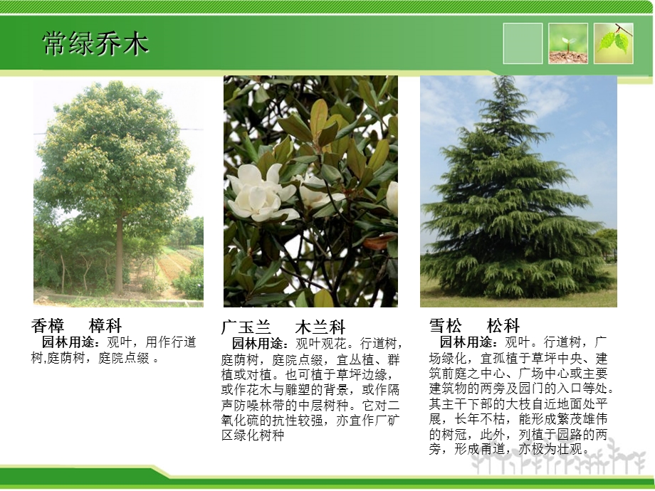 小区景观设计常用植物(湖南地区)课件.ppt_第3页