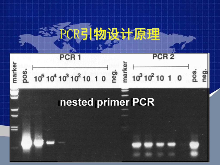 引物设计原理课件.pptx_第1页