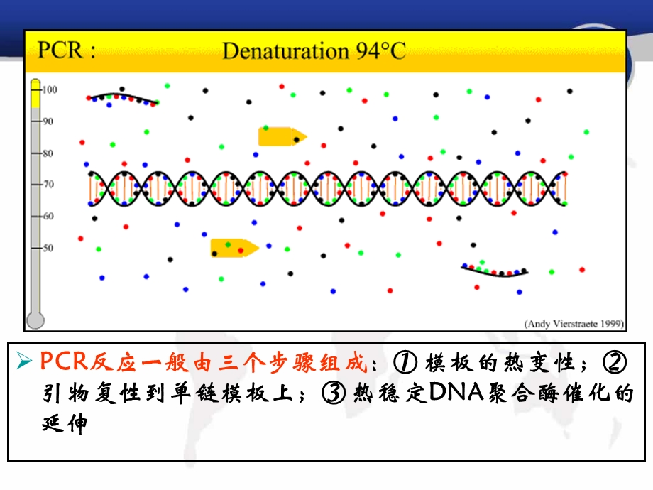 引物设计原理课件.pptx_第2页