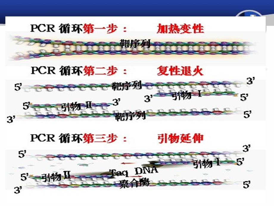 引物设计原理课件.pptx_第3页