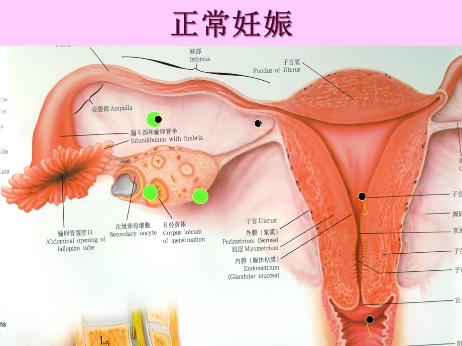 妊娠医学妇产专业医学课件.pptx_第3页