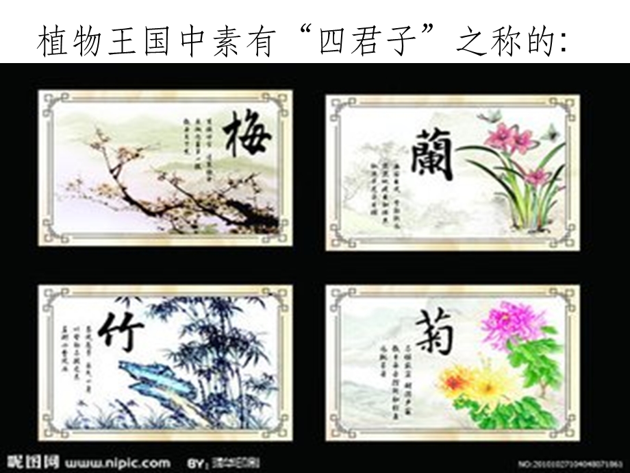 古诗梅花ppt课件.ppt_第2页