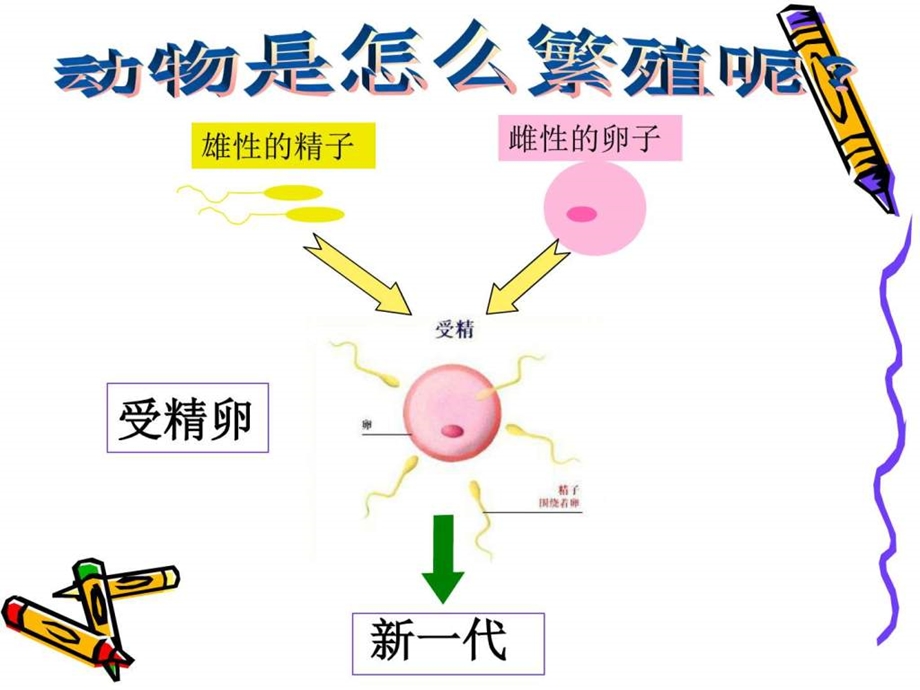 四年级下册科学动物的繁殖活动课件.ppt_第3页