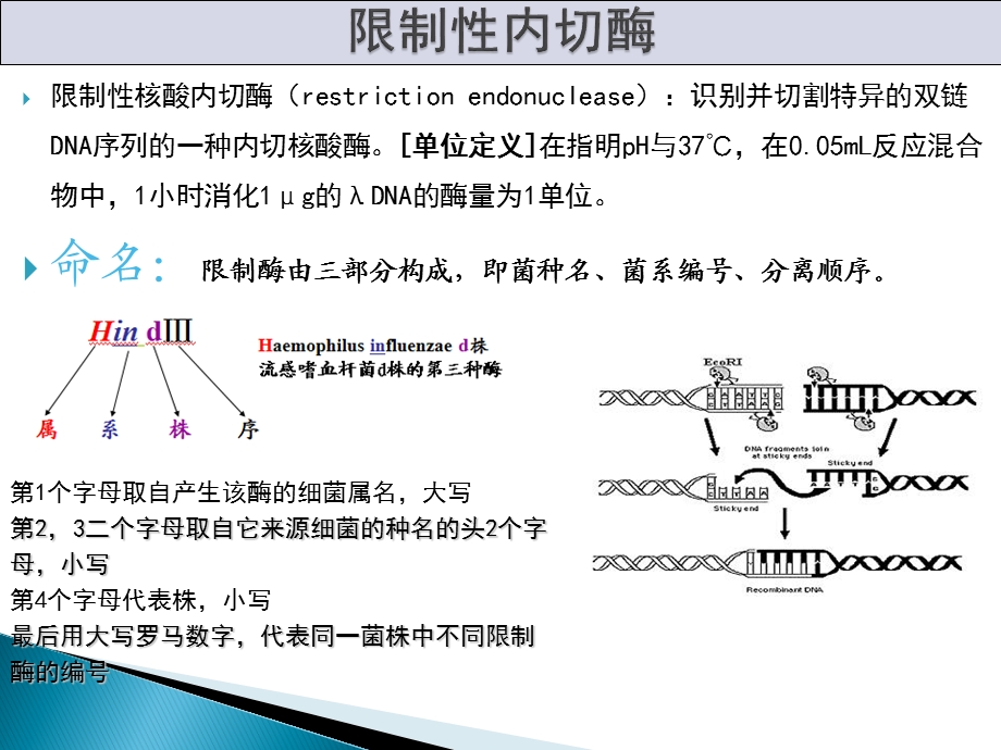 基因工程工具酶汇总课件.ppt_第2页