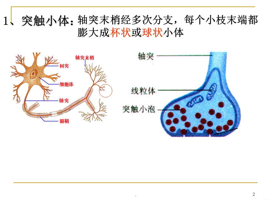 兴奋在神经元之间的传递课件.ppt_第2页