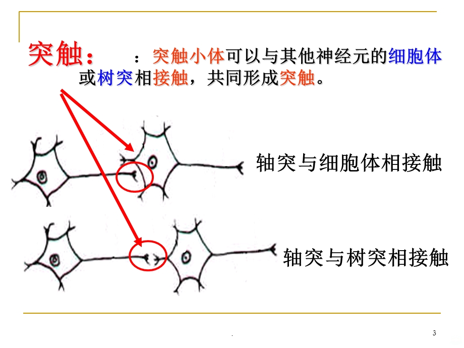 兴奋在神经元之间的传递课件.ppt_第3页