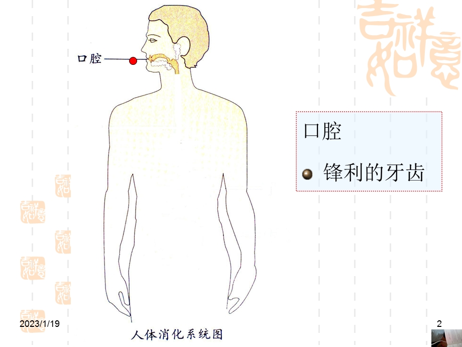 幼儿园大班健康保护我的肠胃课件.ppt_第2页