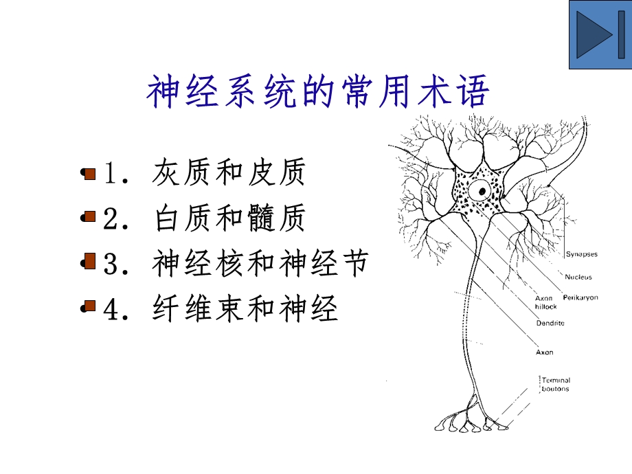 大脑解剖结构课件.ppt_第3页