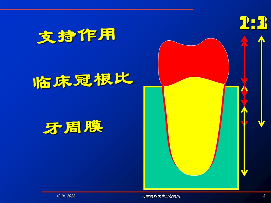 固定义齿的设计课件.ppt_第3页