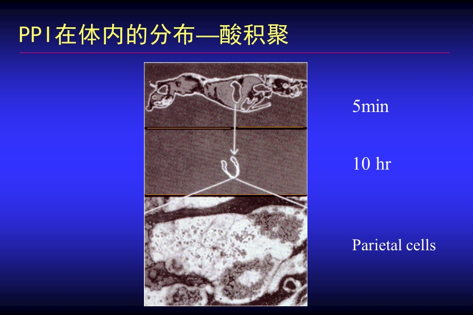 培训ppt课件质子泵抑制剂的药理学基础.ppt_第3页