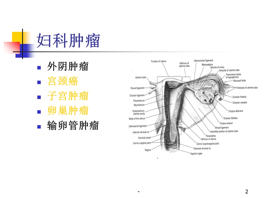 妇科肿瘤学课件.ppt_第2页