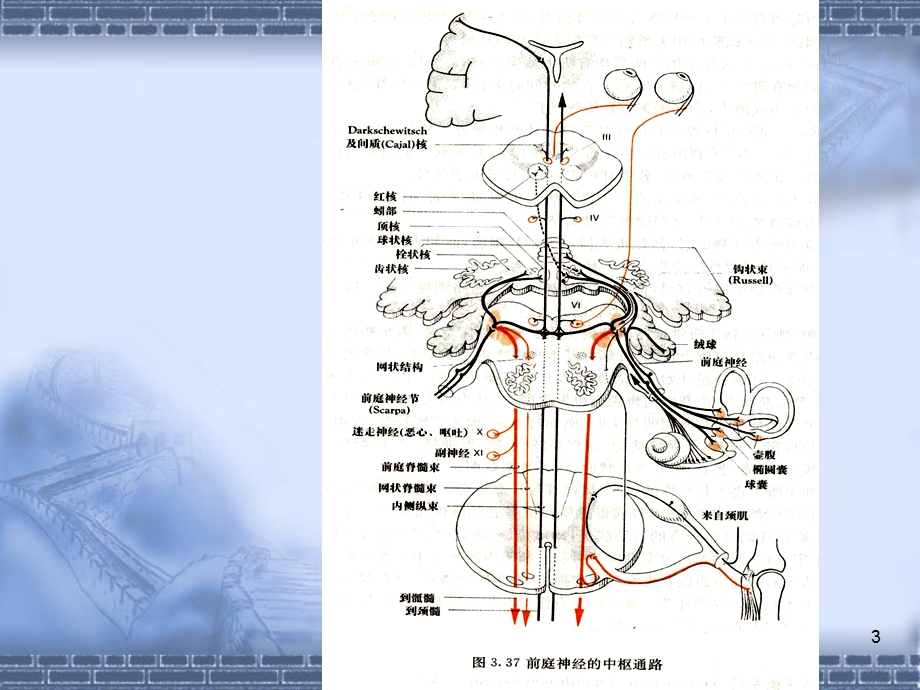 前庭功能检查课件.ppt_第3页