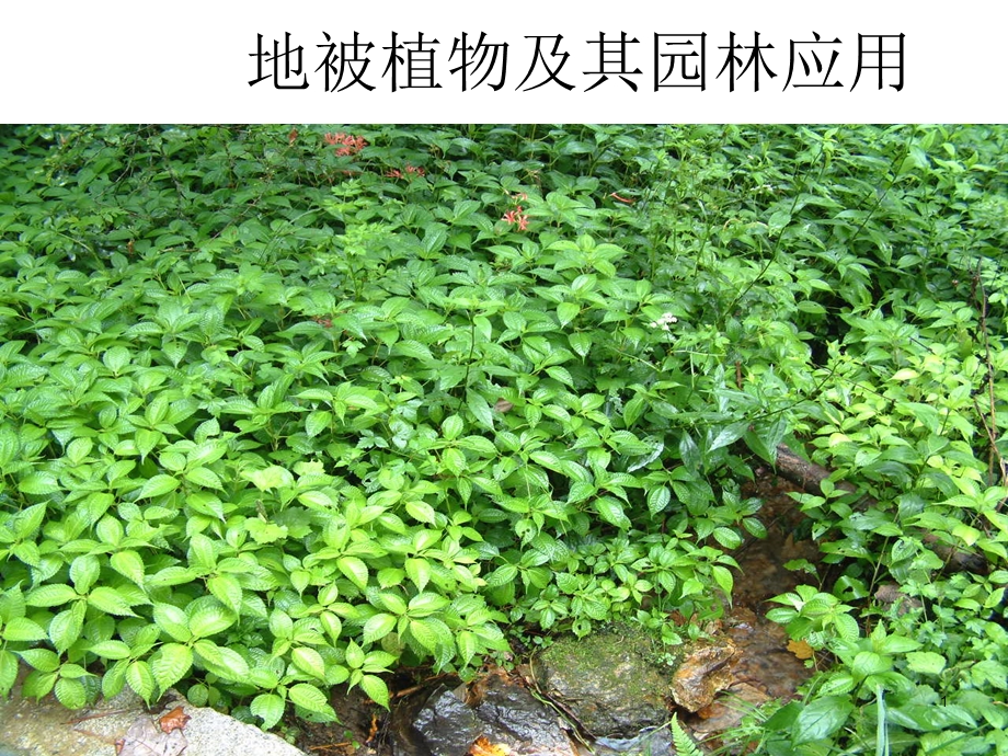 园林地被植物应用课件.ppt_第1页