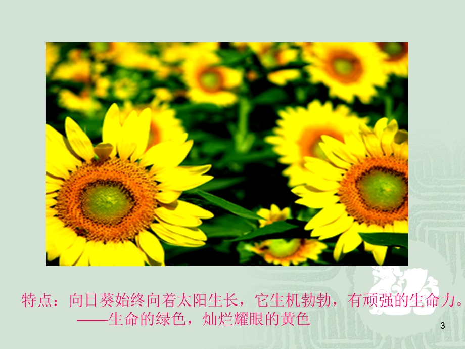 大班美术：向日葵课件.ppt_第3页