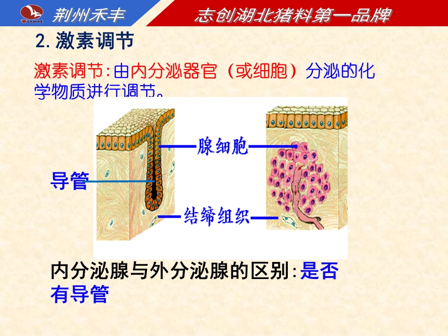 动物激素的种类及作用课件.ppt_第3页