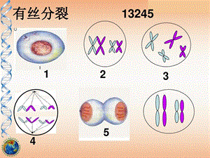 减数分裂和受精作用很全有动画课件.ppt