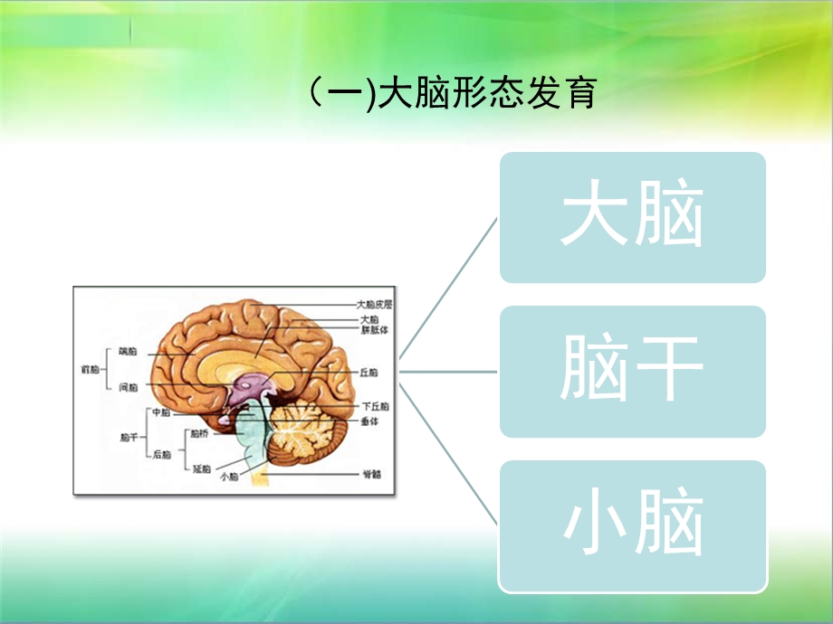 婴幼儿神经系统发育与检查方法课件.ppt_第3页