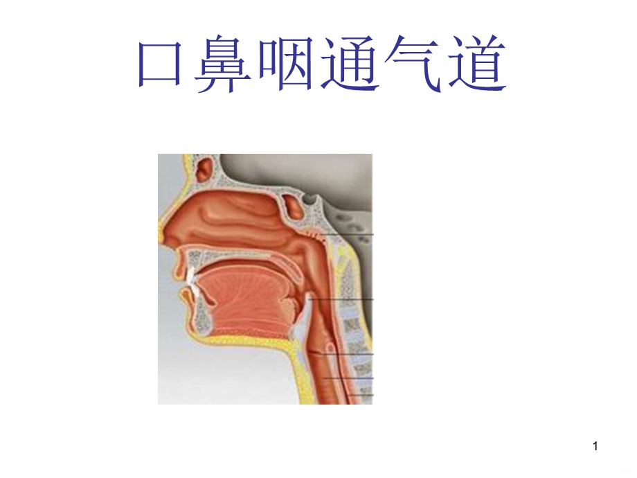 口鼻咽通气道课件.ppt_第1页