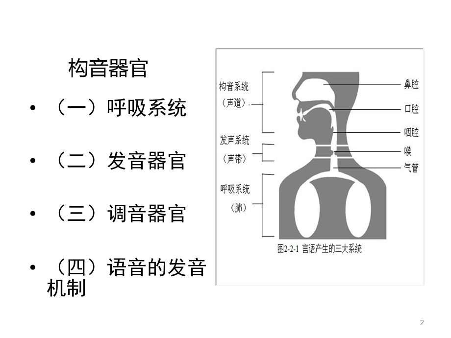 发音系统的言语解剖课件.ppt_第2页