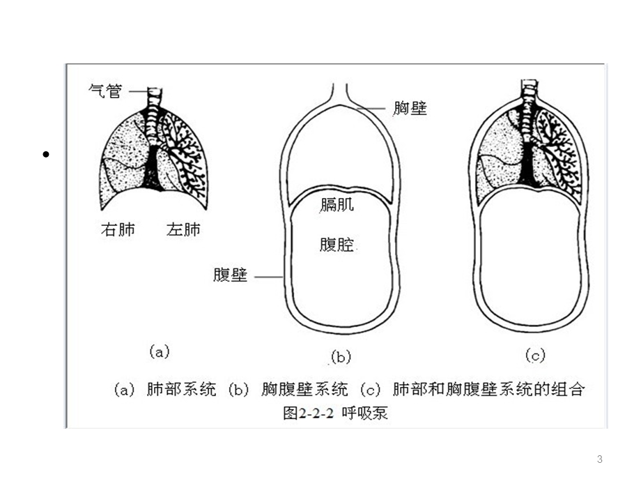 发音系统的言语解剖课件.ppt_第3页