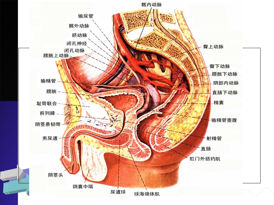 导尿术操作并发症的预防及处理课件.ppt_第3页