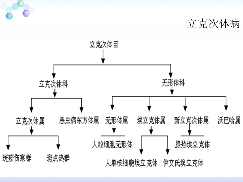 恙虫病的诊治课件.ppt_第3页