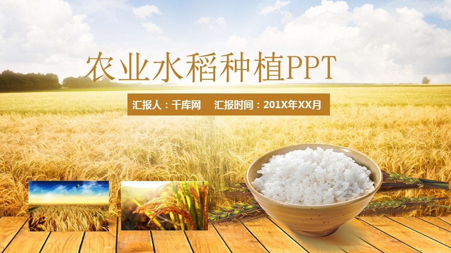 农业水稻大米粮食丰收PPT模板课件.pptx_第1页